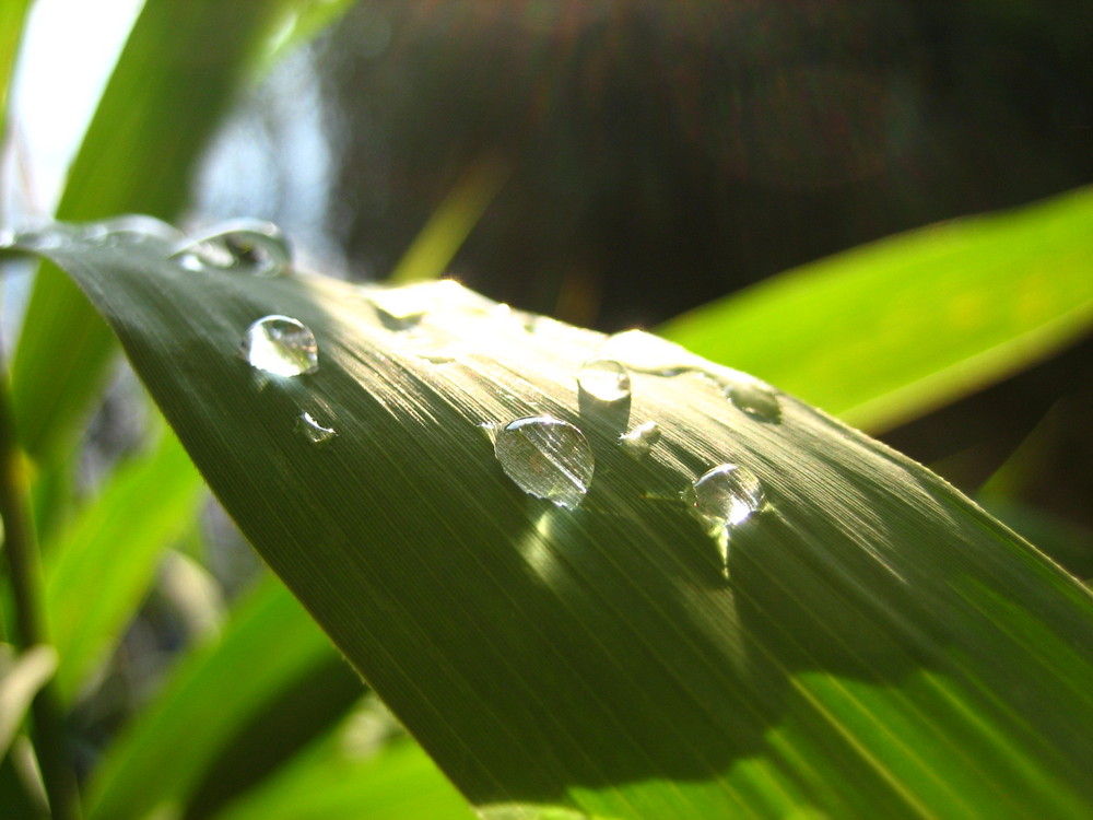 raindrops