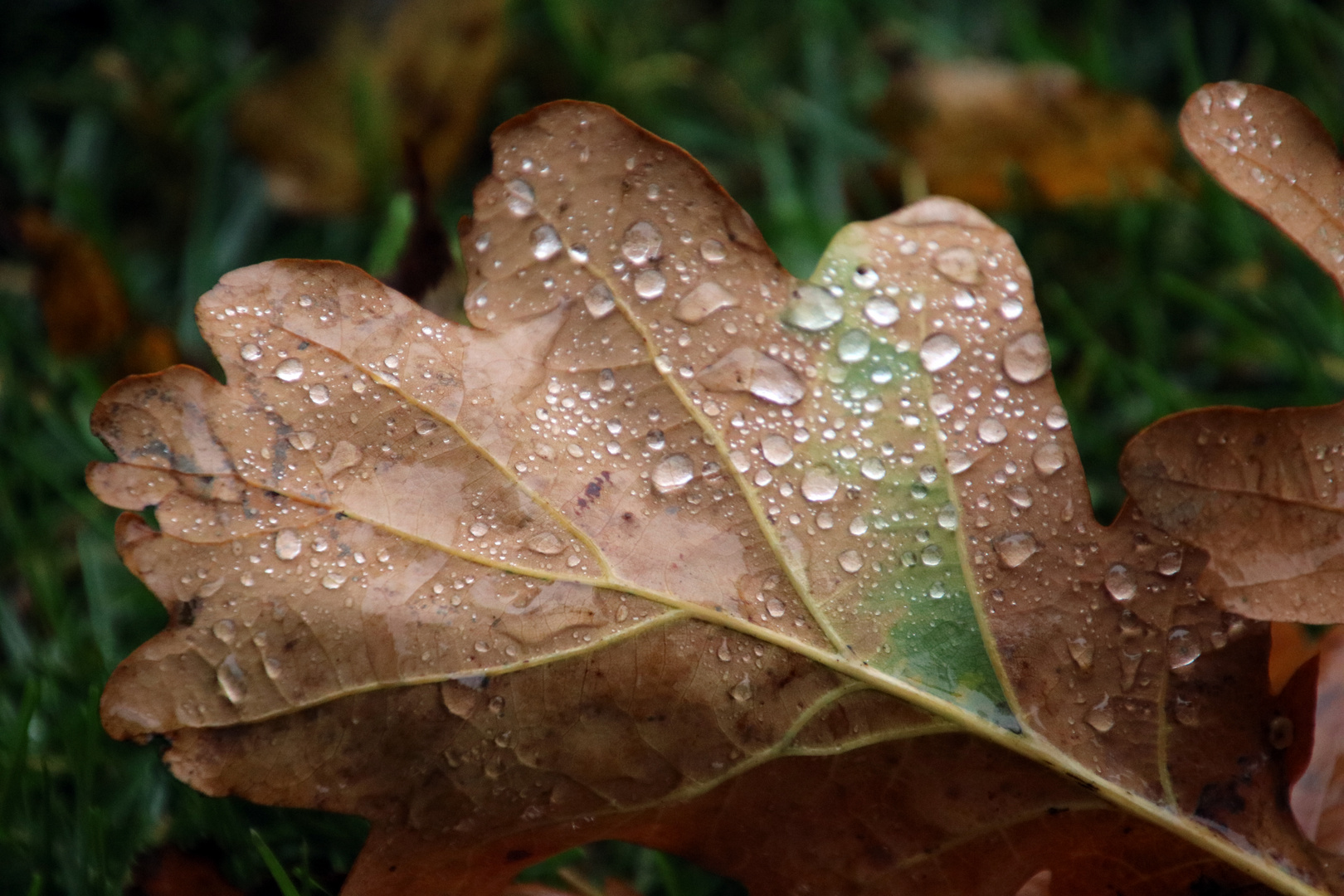 Raindrops