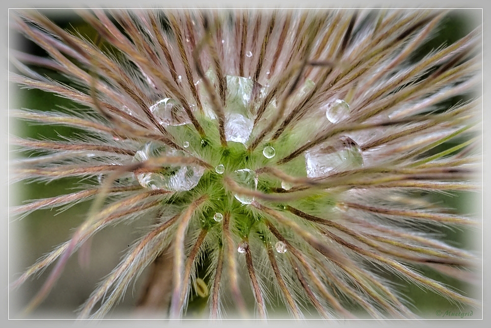 ~ raindrops ~