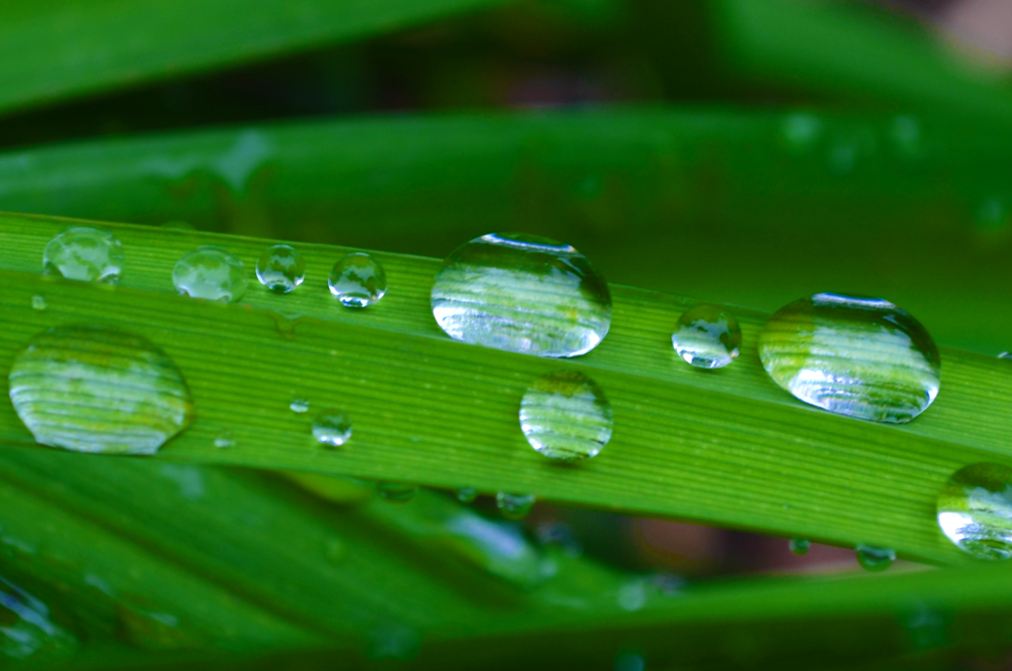 Raindrops