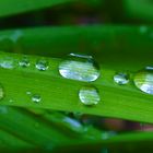 Raindrops