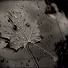 ...raindrops...