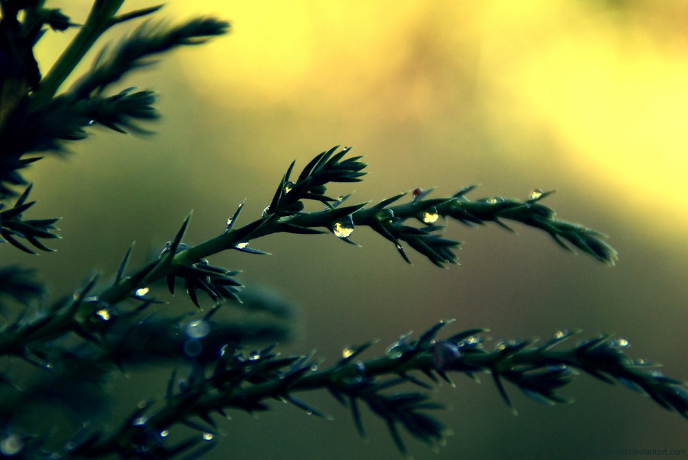 raindrops