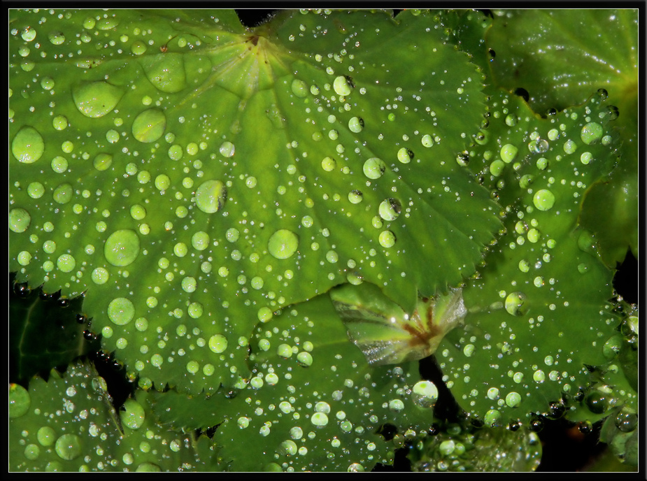 Raindrops