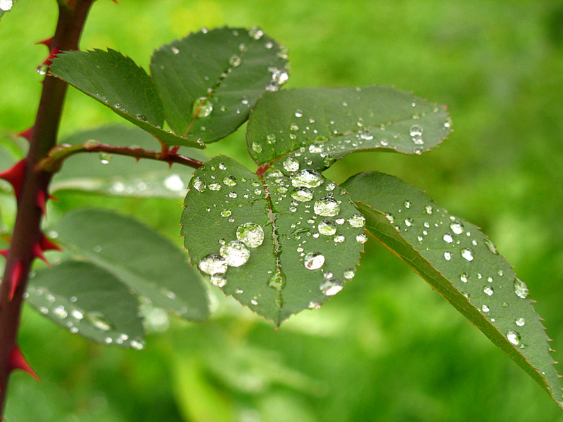 Raindrops