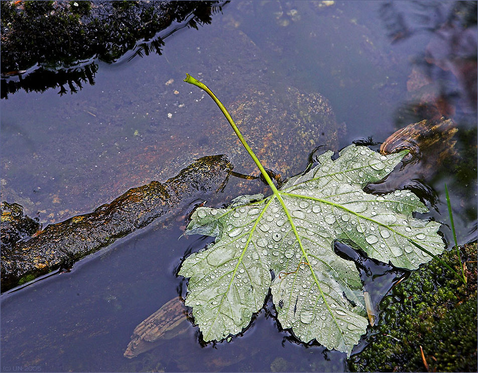 Raindrops