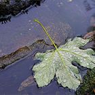 Raindrops