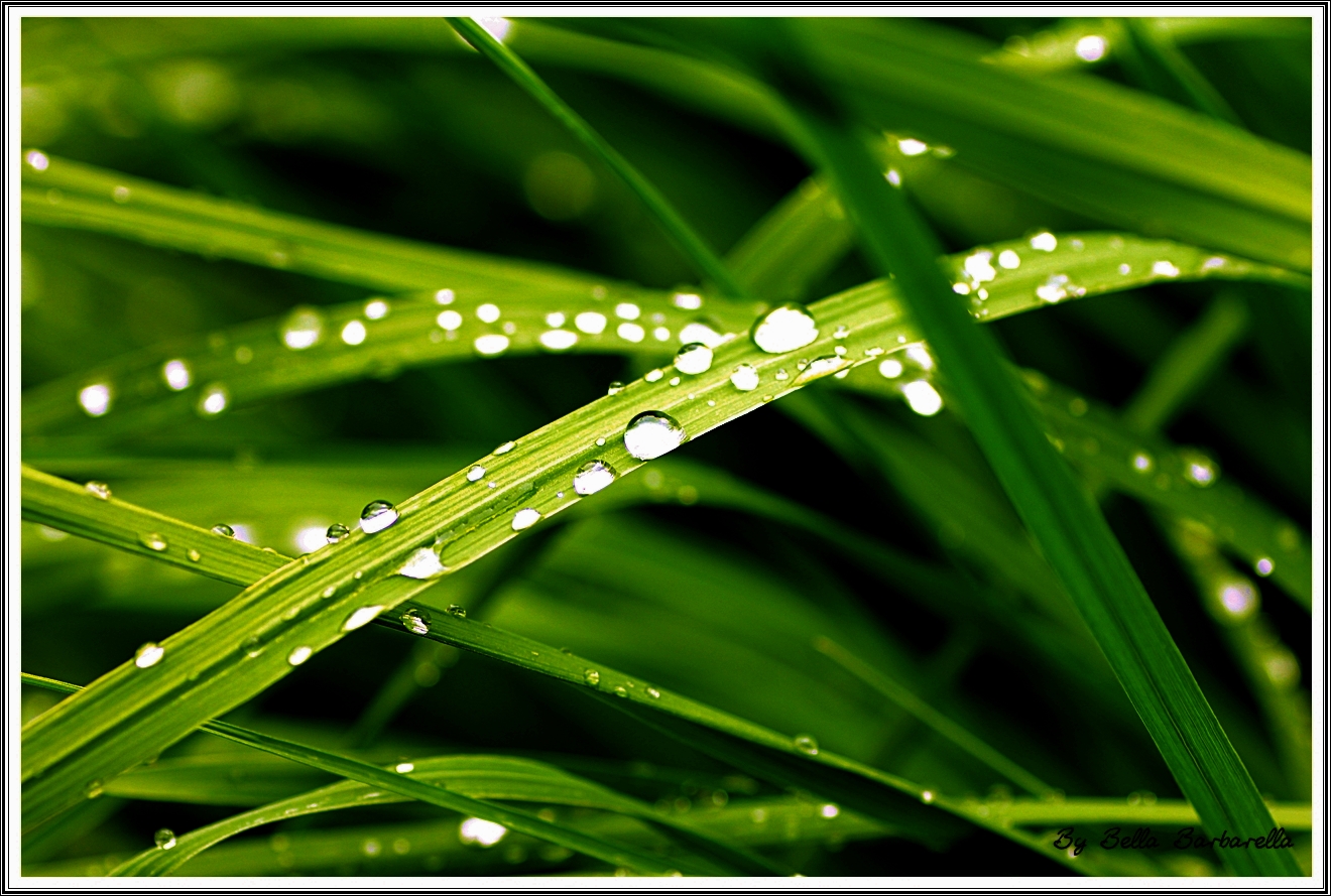 Raindrops