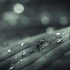 Raindrops