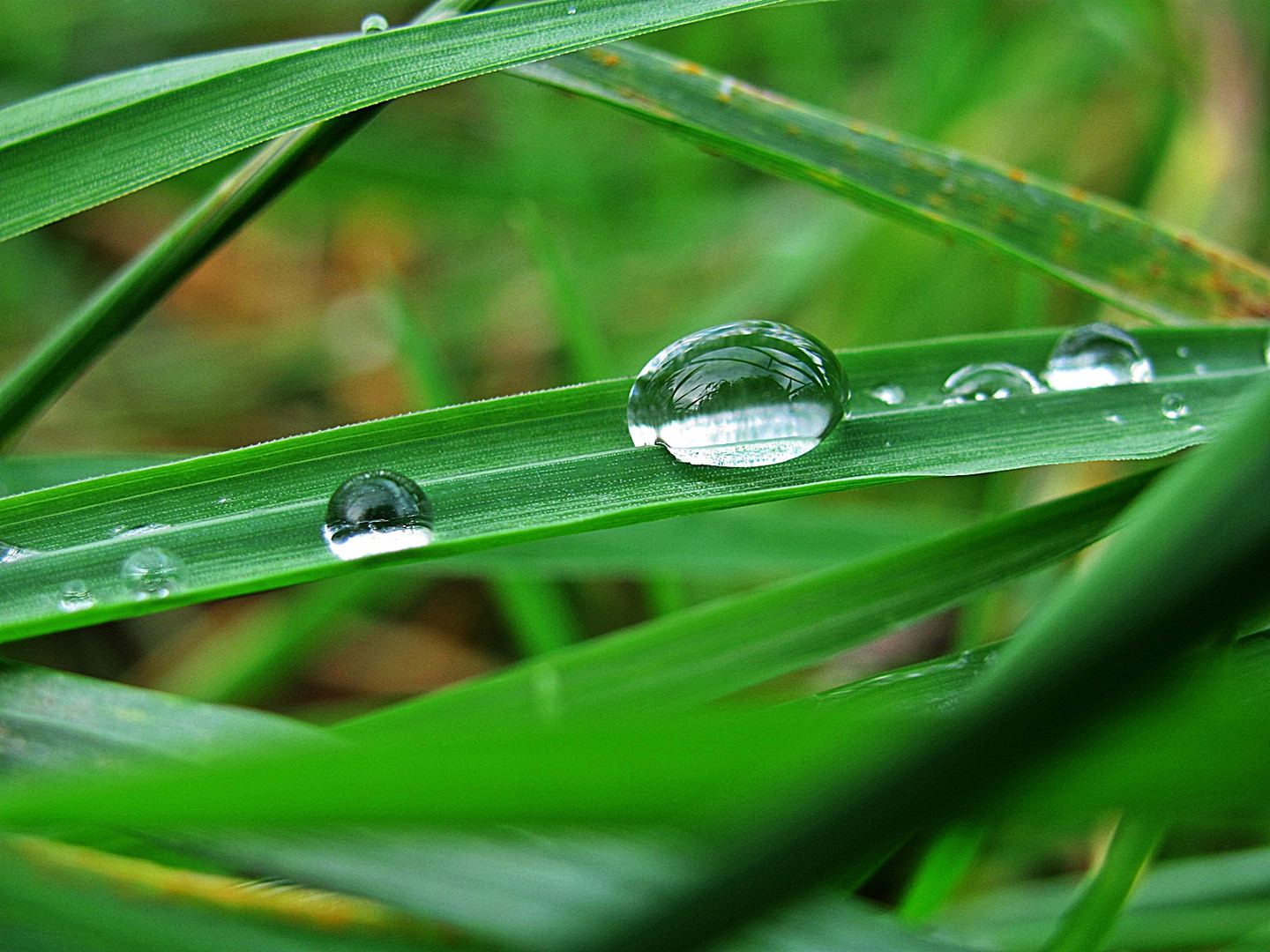 raindrops