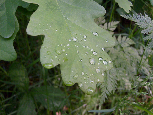 raindrops