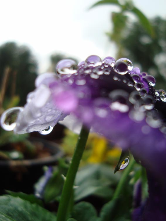 ~ raindrops ~