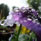 ~ raindrops ~