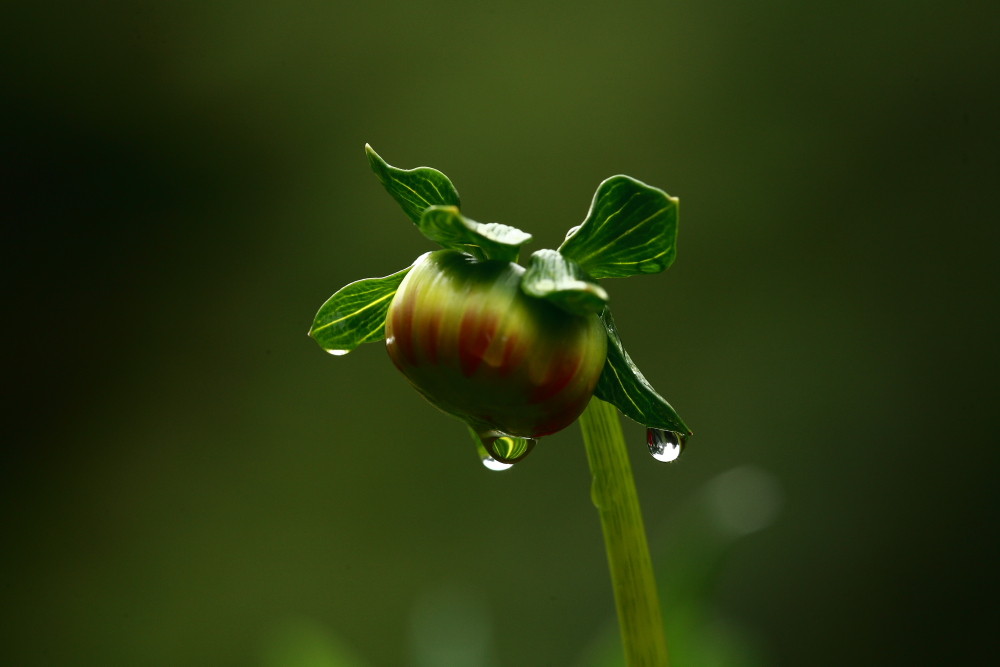 Raindrops