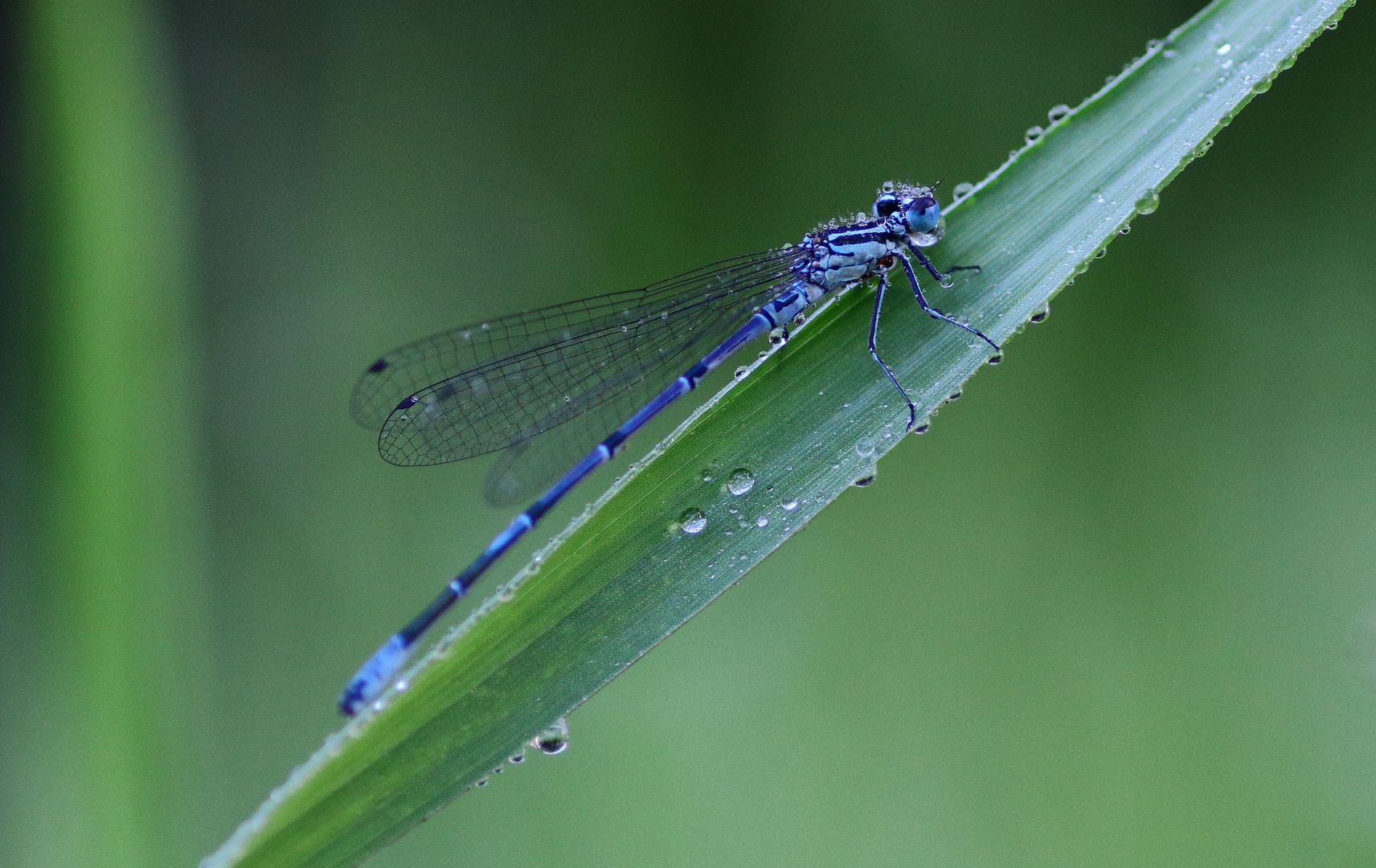 Raindrops