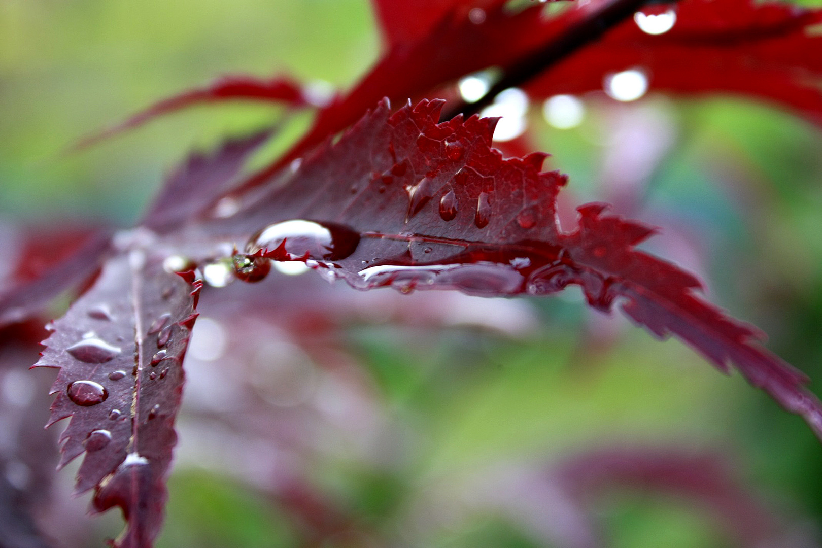 Raindrops