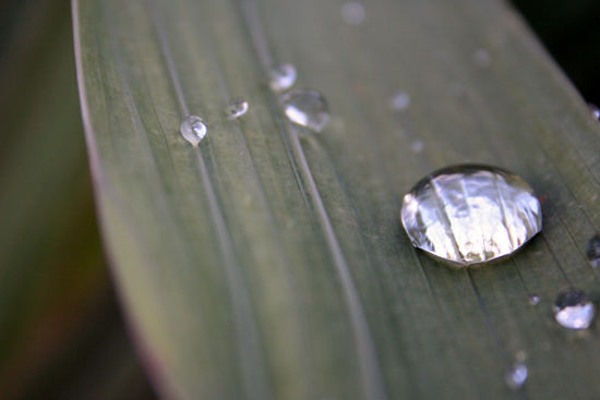 Raindrops