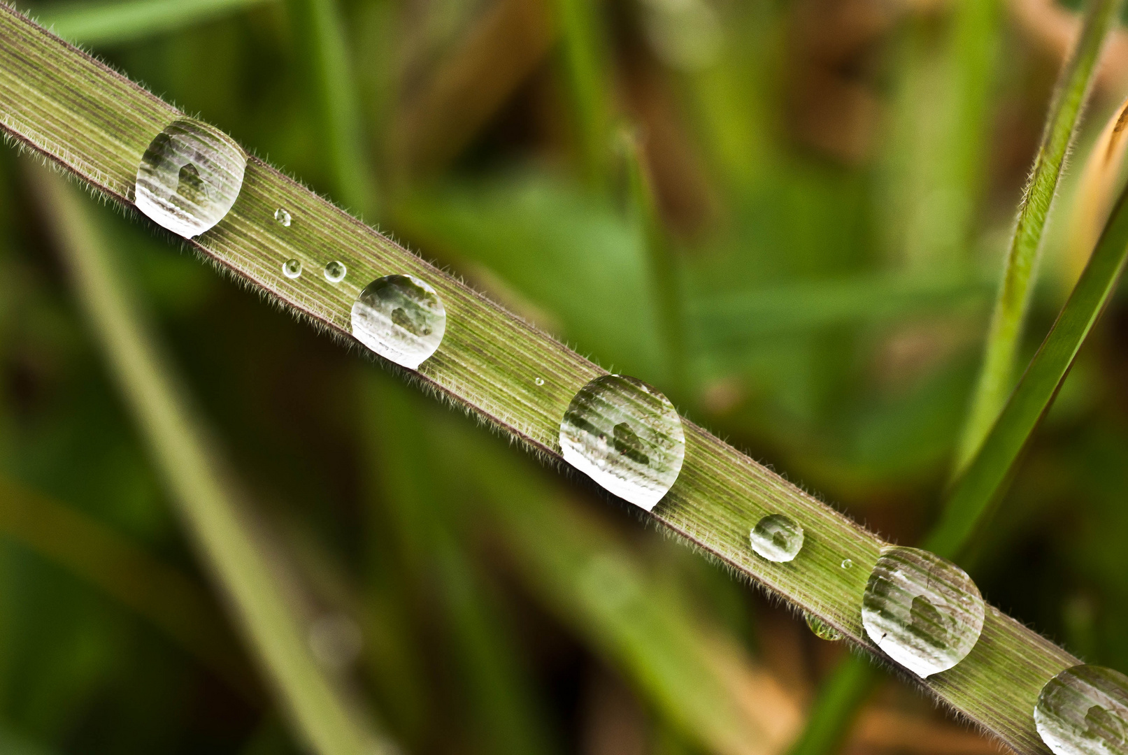 Raindrops.