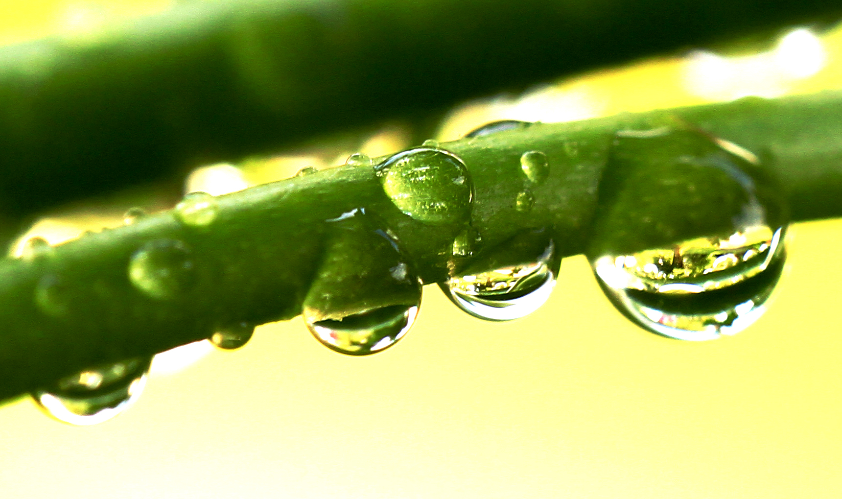 Raindrops ...