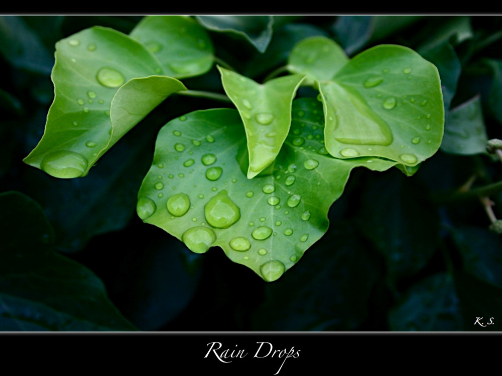 | Raindrops |