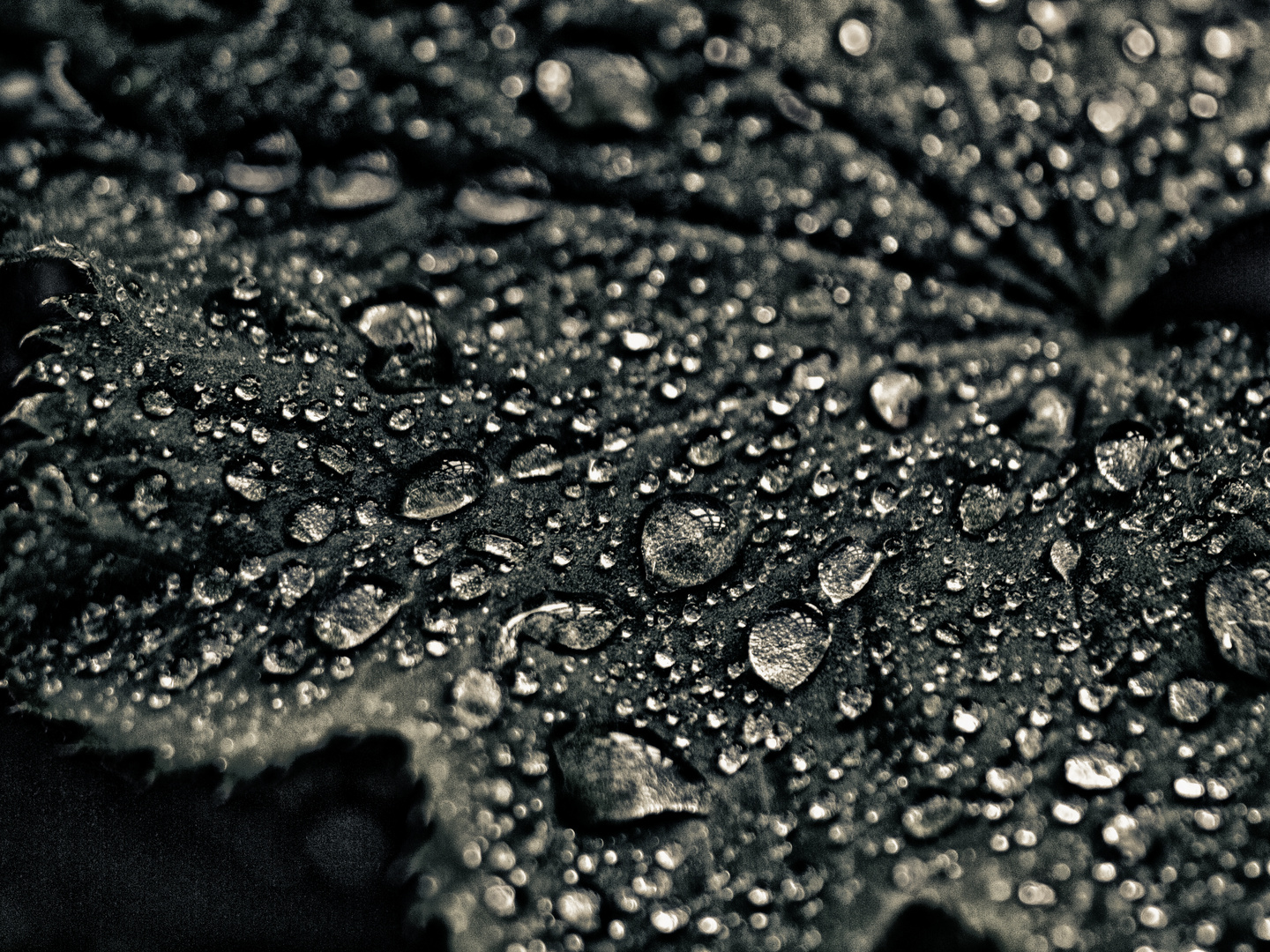 raindrops ...