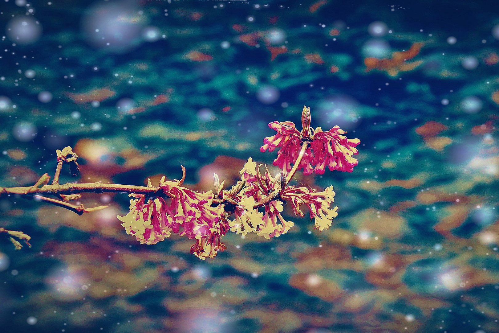 Raindrops & Blossoms