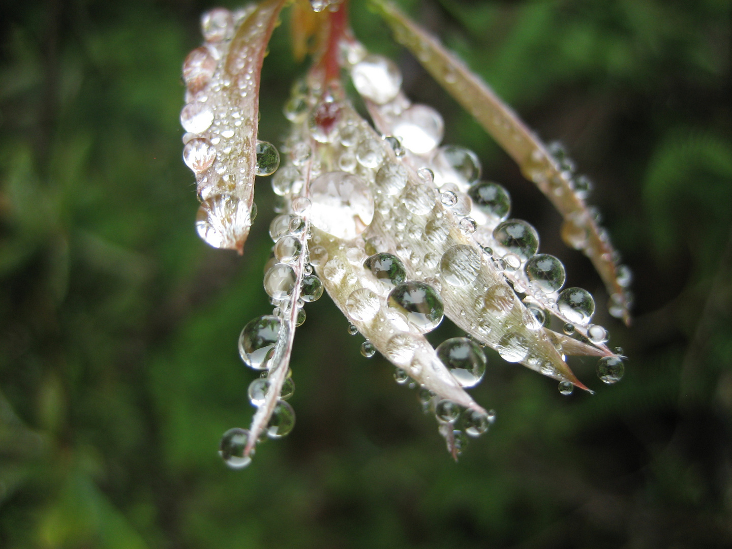 Raindrops