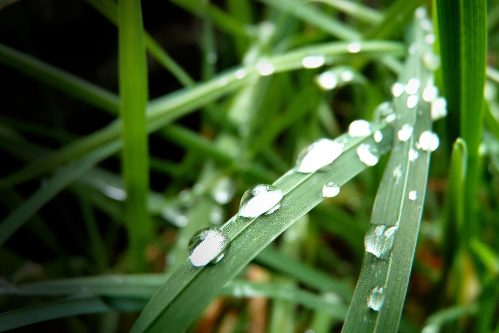 Raindrops