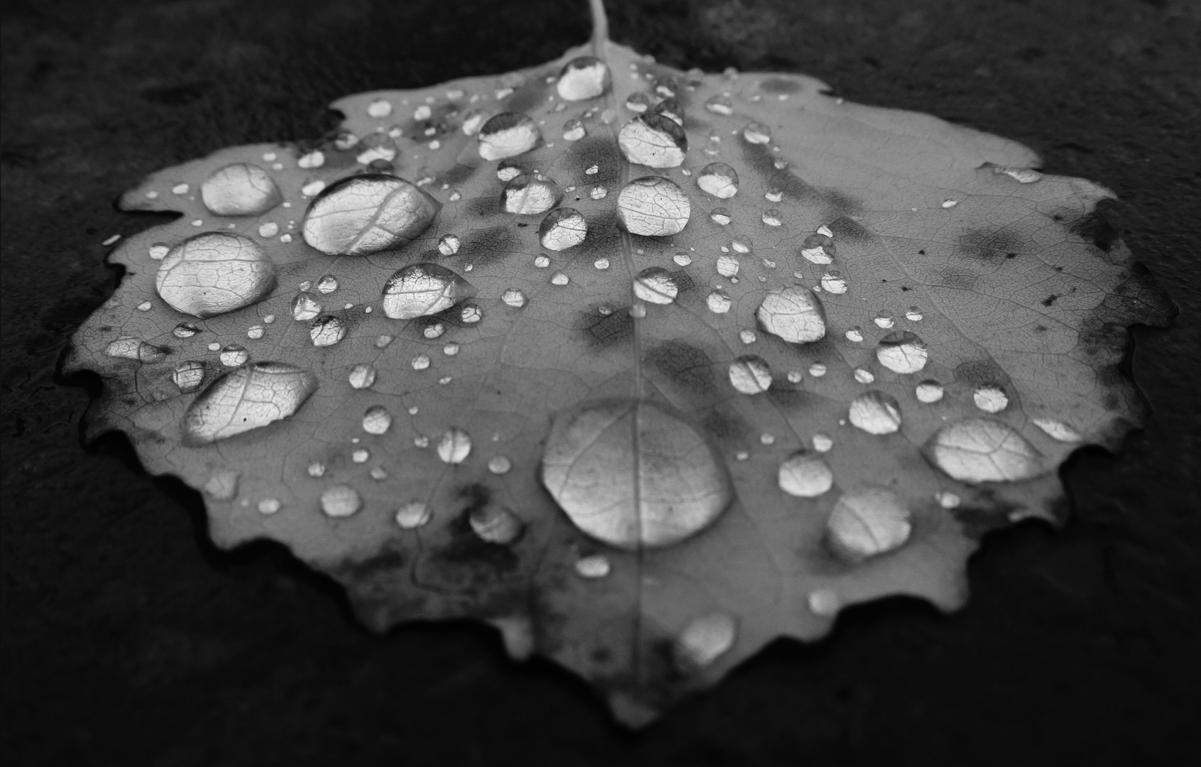 raindrops