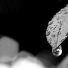 Raindrops