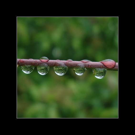 raindrops