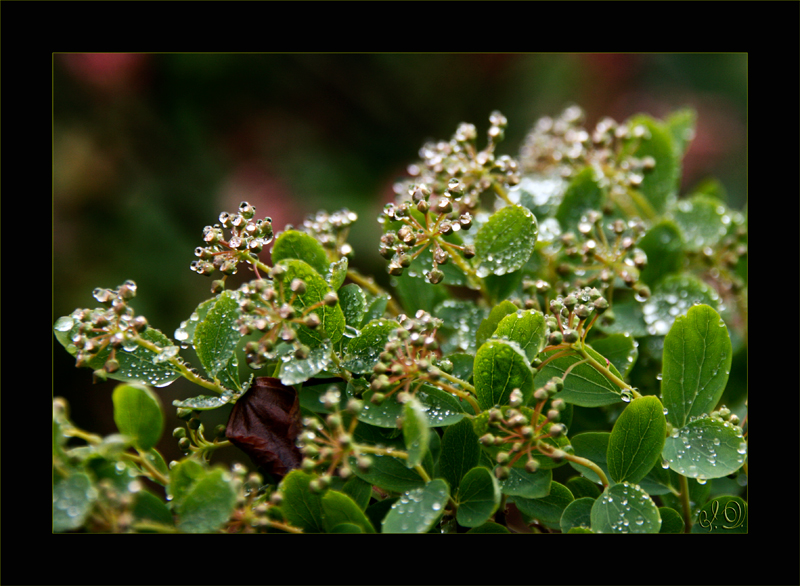 Raindrops