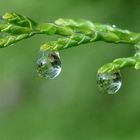 Raindrops