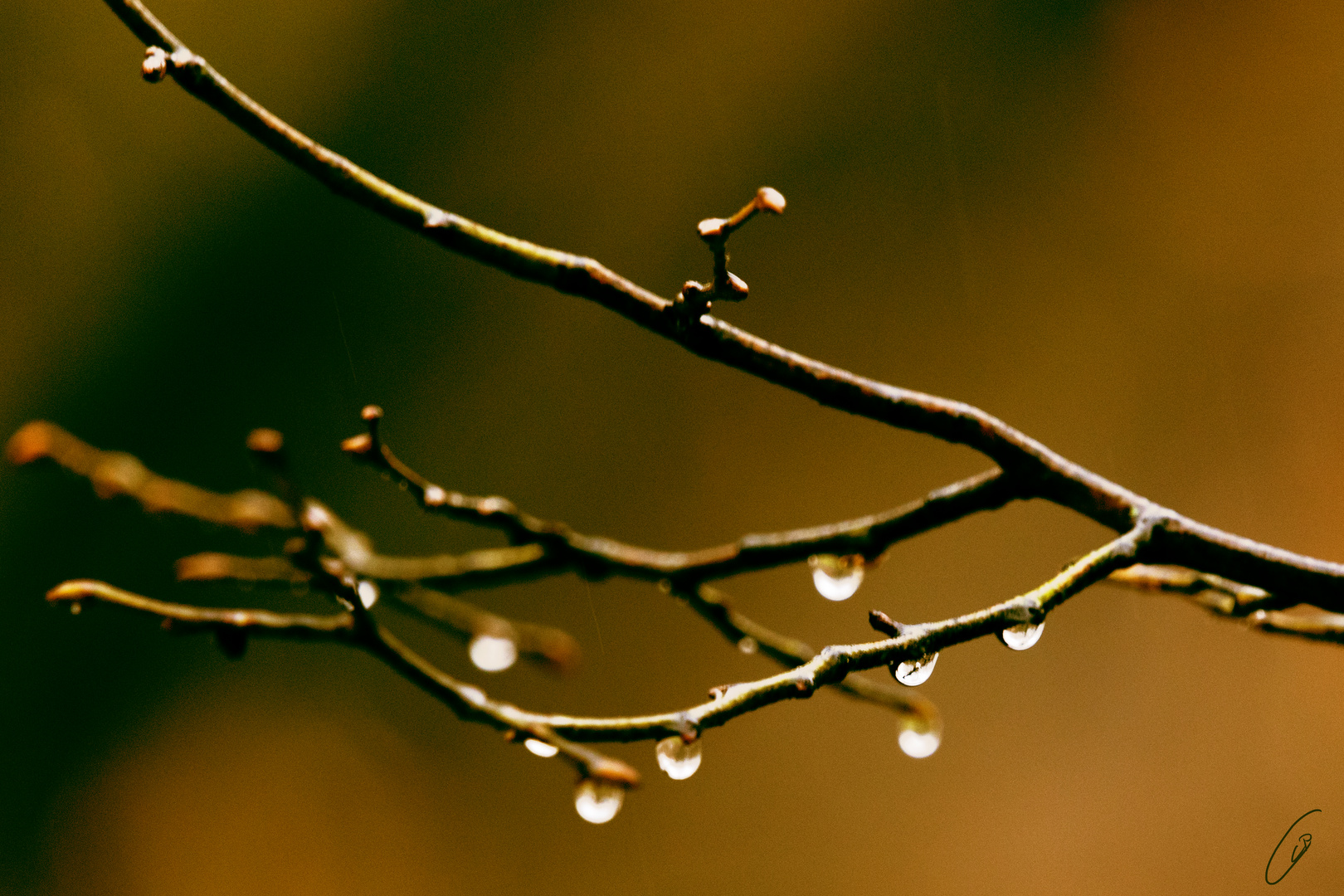 Raindrops