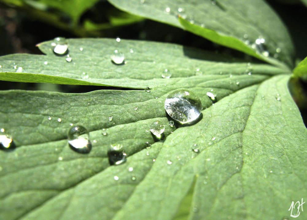 raindrops