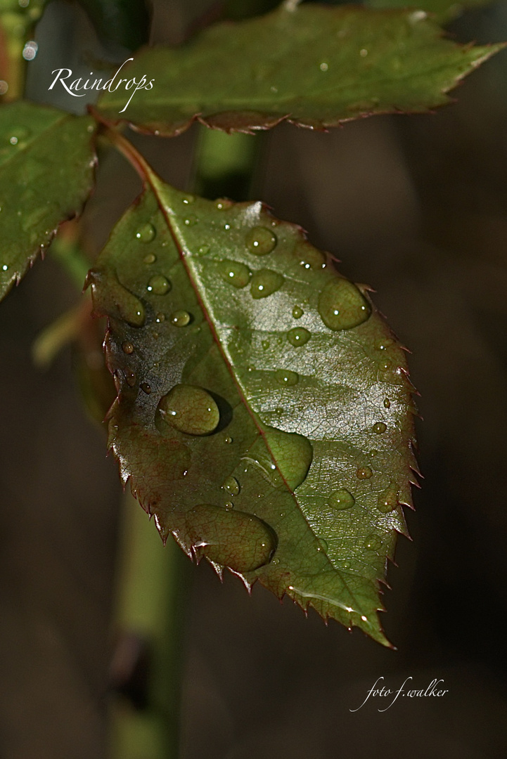 Raindrops