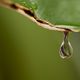 Raindrop