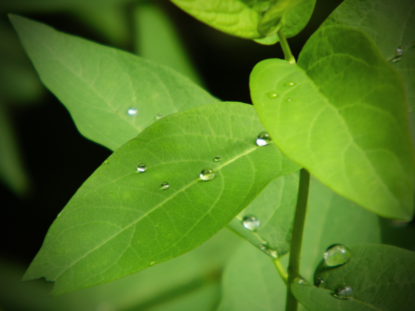 Raindrops