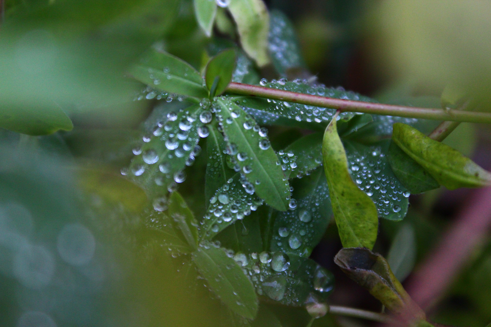 Raindrops