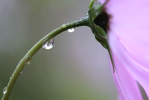 raindrops