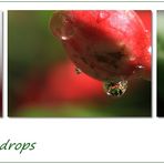 raindrops