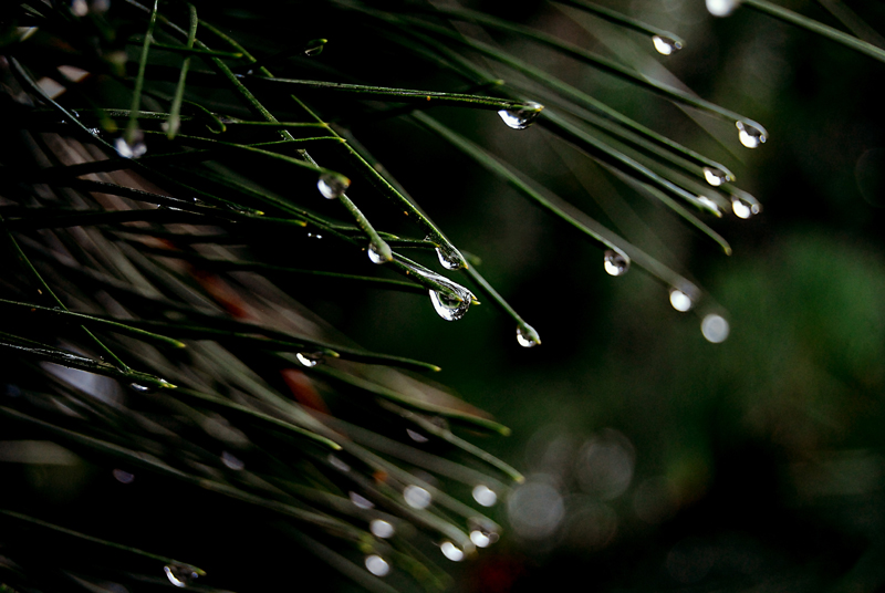 raindrops