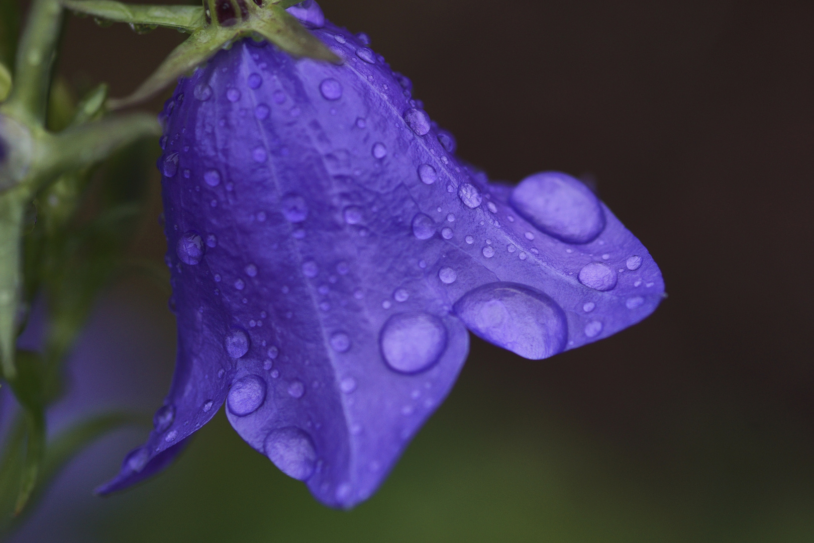 raindrops