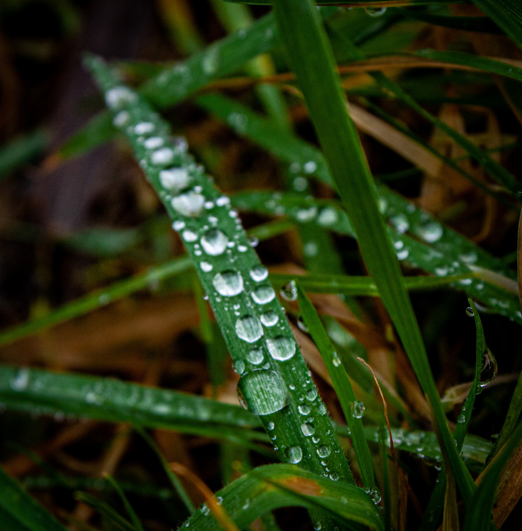 Raindrops 