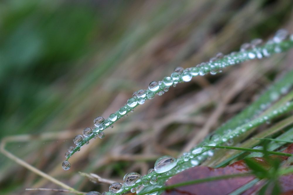 Raindrops Foto & Bild | pflanzen, pilze & flechten, sonstiges, wasser ...