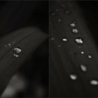 raindrops.