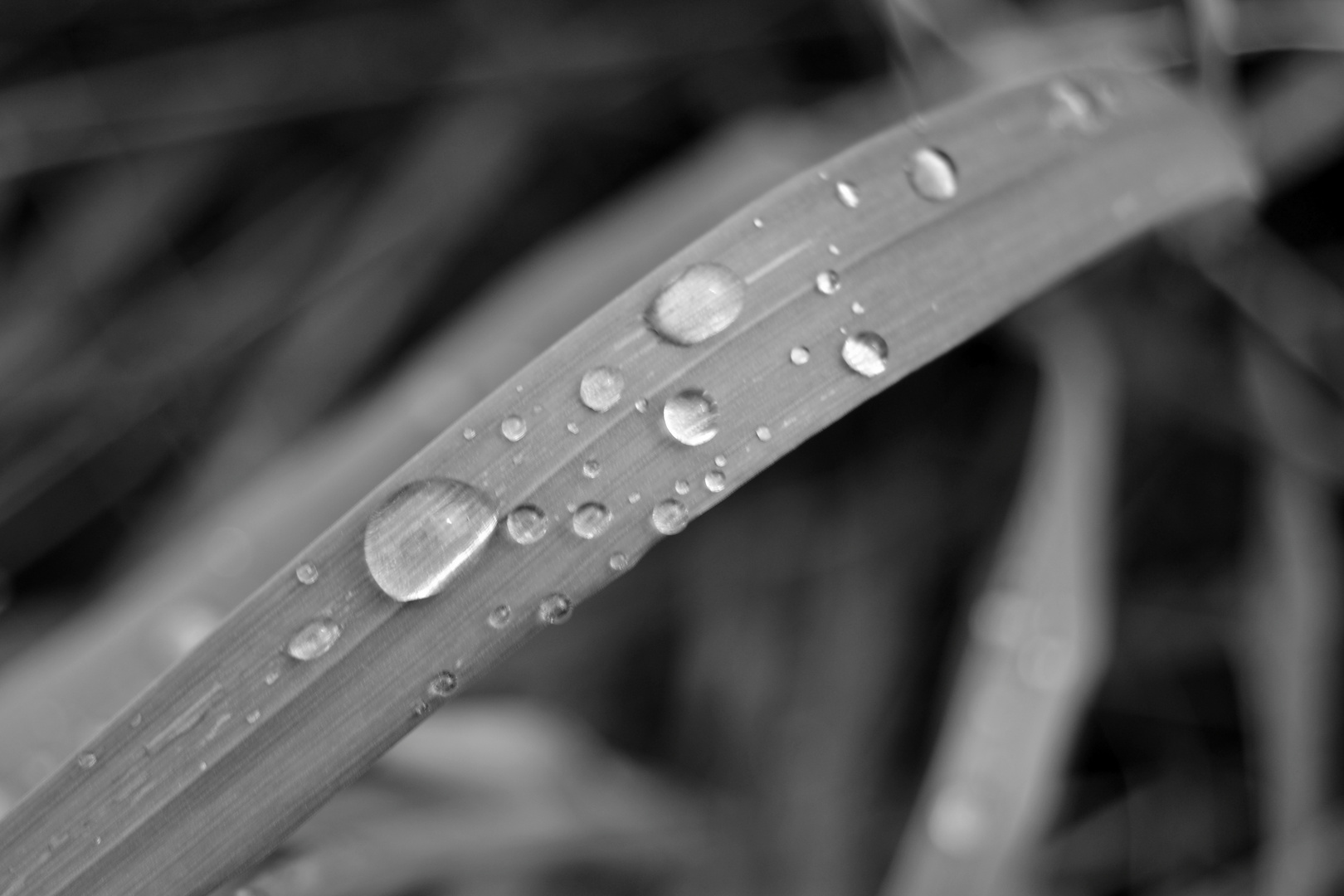 Raindrops