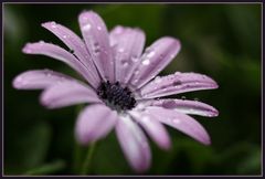 raindrops, five minutes ago