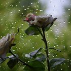 Raindrops for the flower