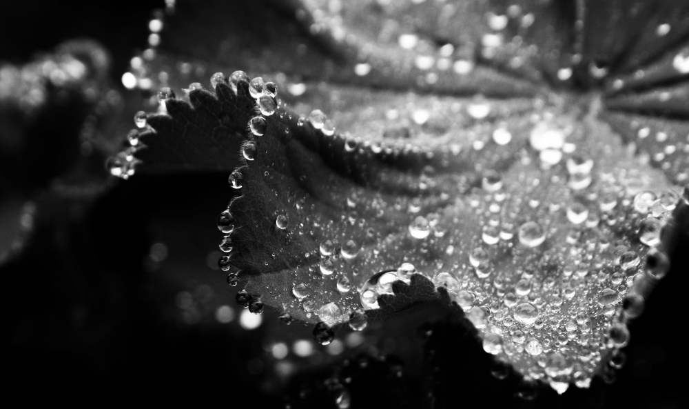 Raindrops II